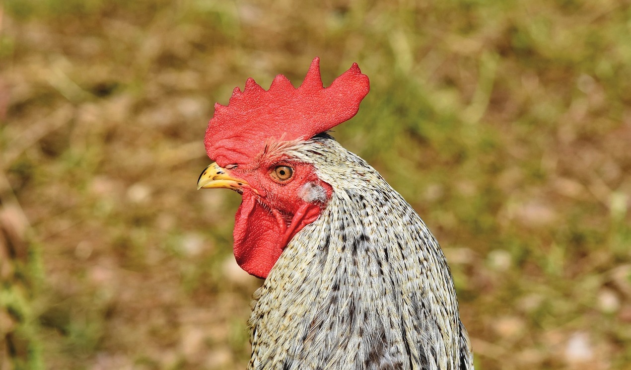 產(chǎn)氣莢膜梭菌的預(yù)防和管理措施！