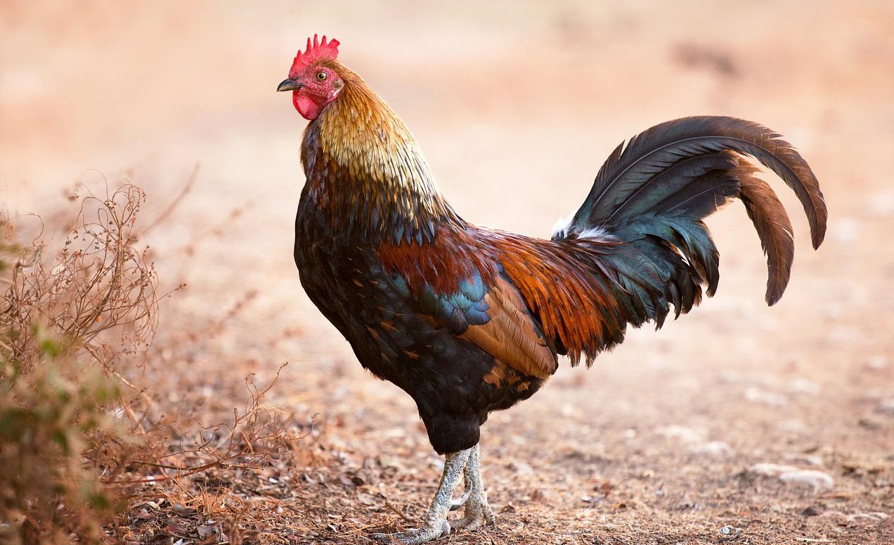 產(chǎn)氣莢膜梭菌致病機(jī)理和流行病學(xué)！